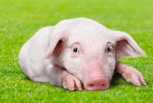 生肖豬的朋友，12月將有貴人來圓你20年的愿望，看看他是誰(shuí)