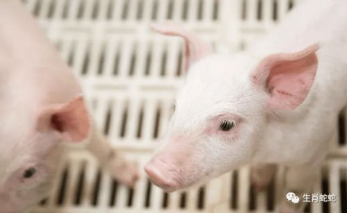 屬豬者六月提醒 以靜制動，轉憂為安